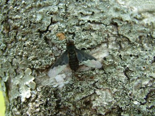 Hemipenthes morio